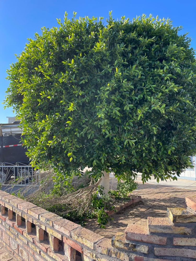 All Photos for Oliver L. Palm & Tree services in Yuma County, AZ