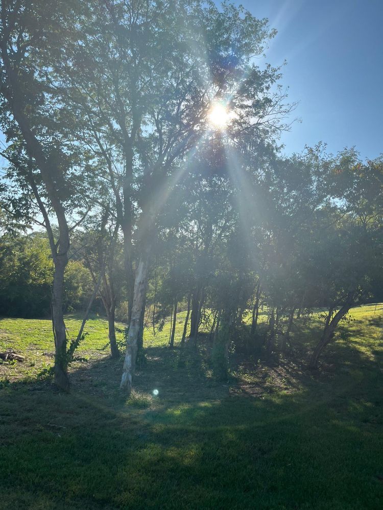 All Photos for Cross Family Tree Service in Kearney, MO