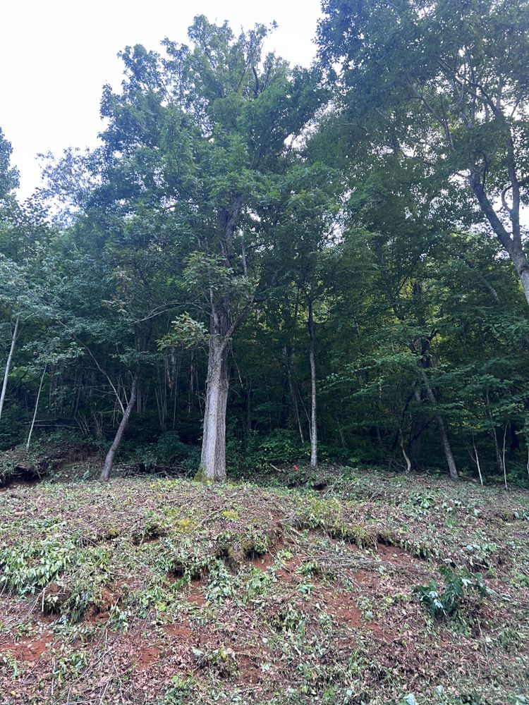 All Photos for Ground To Sky Tree Care in Asheville, North Carolina