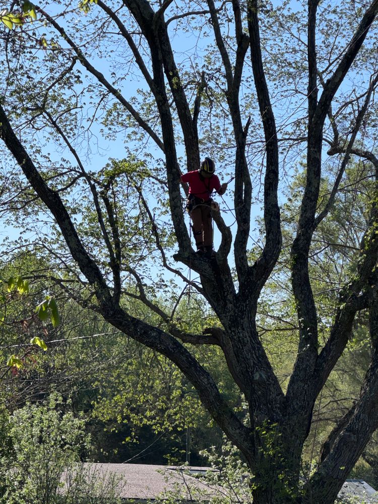 All Photos for Hickory Ridge Tree Service in Roxboro, NC