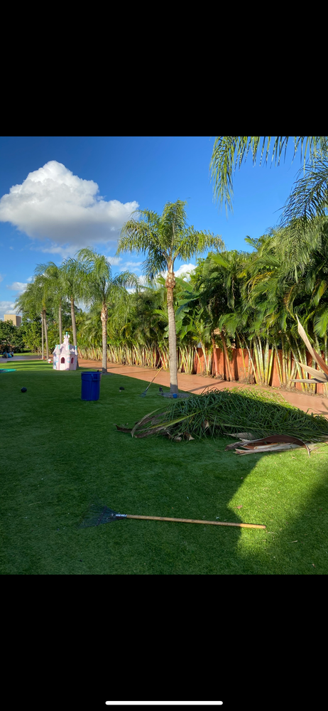 All Photos for Sam's Tree Service in Miami Beach,  FL