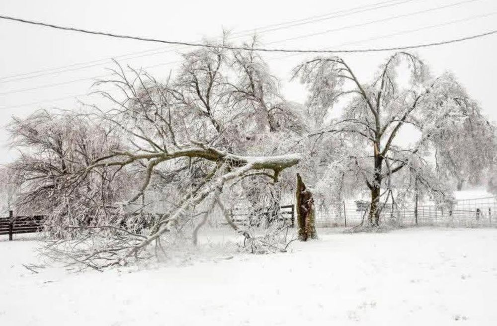 All Photos for Williamson Logging in Hardy, VA