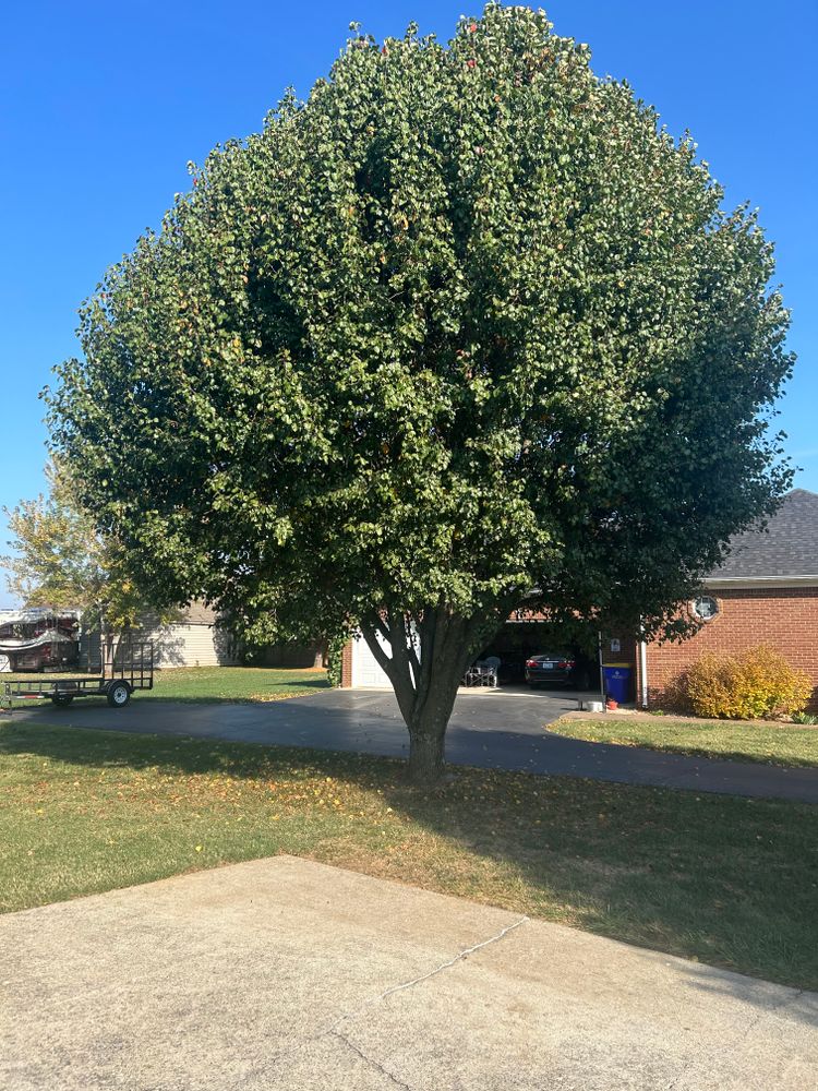 All Photos for Optimum Tree Service And Landscaping in Bowling Green, KY