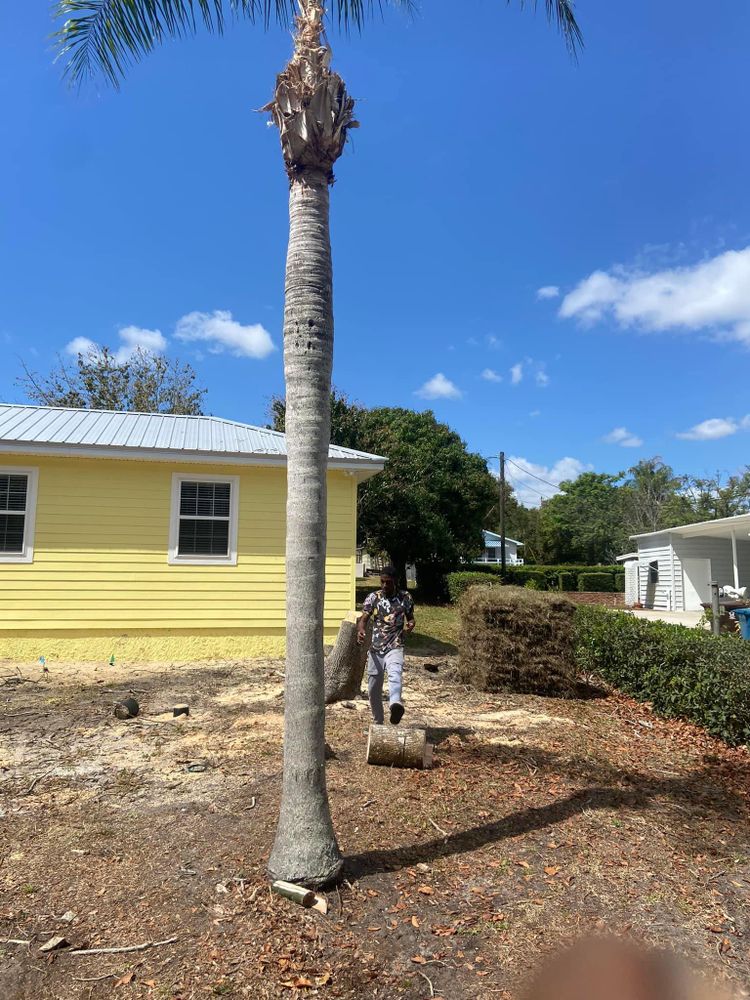 Fall and Spring Clean Up for Efficient and Reliable Tree Service in Lake Wales, FL