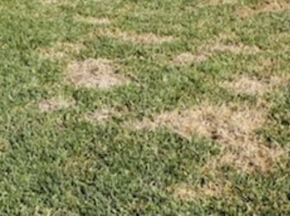 Mowing and Trimming for Curb Appeal Lawn Care in Kansas City, Kansas