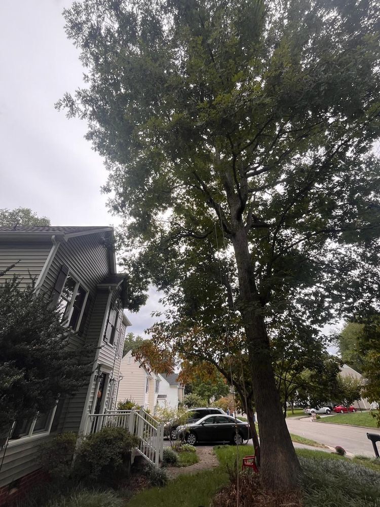 All Photos for Ricky's Tree Service & Property Care in Orange, VA