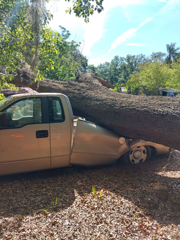 Tree Removal for Bills Tree Service in Valrico, FL