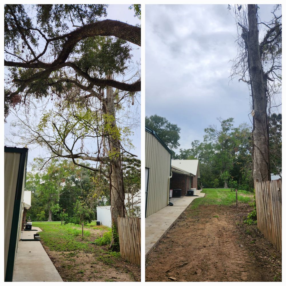 Tree Removal for Ken's Elite Cutters LLC  in Breaux Bridge, LA