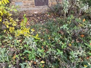 All Photos for Bearforce Lawn Care LLC in Greenfield, IN