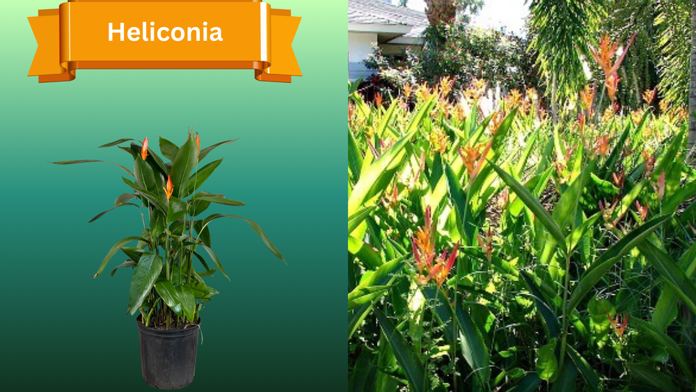 Plant Samples for R.B. & Company in Belleview, FL