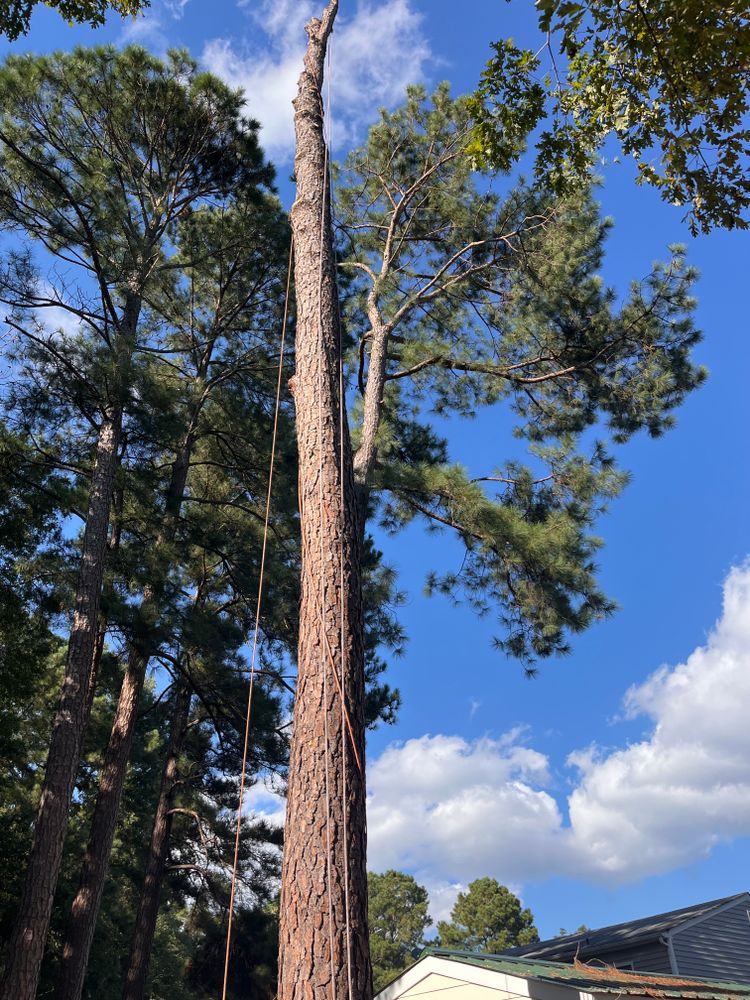 Tree Removal for Ricky's Tree Service & Property Care in Orange, VA