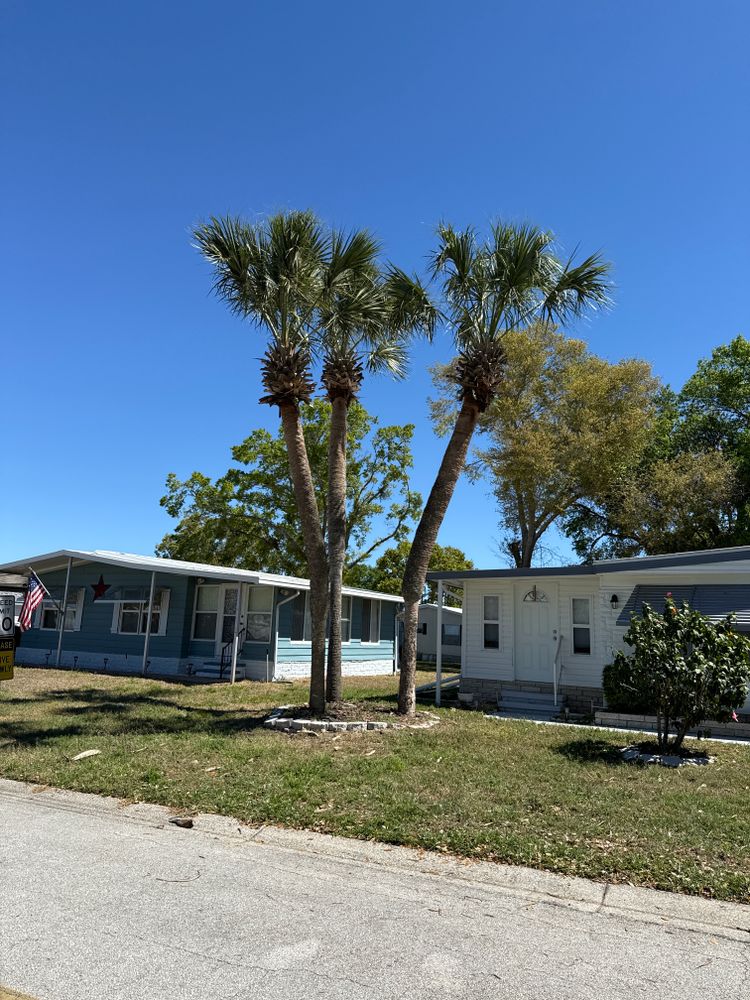 All Photos for Amerigrown Tree And Lawn in Apopka, FL