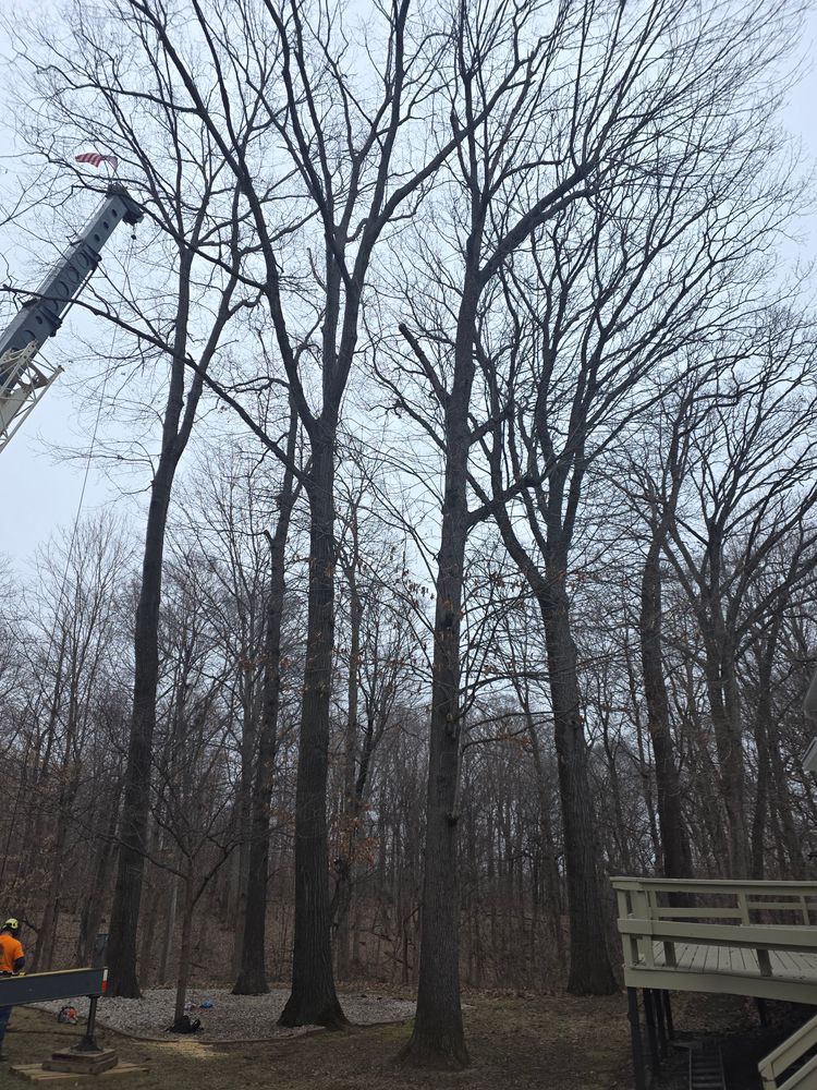 All Photos for Advanced Tree Solutions in Rockville, IN