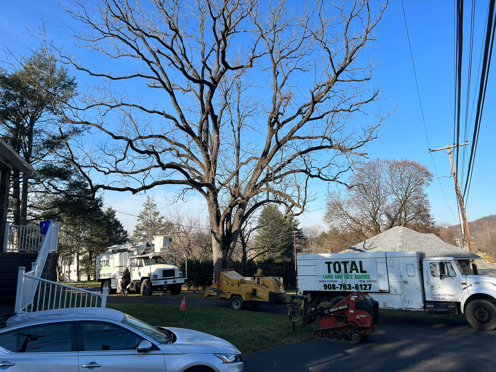 All Photos for Total Tree Service in Washington, NJ