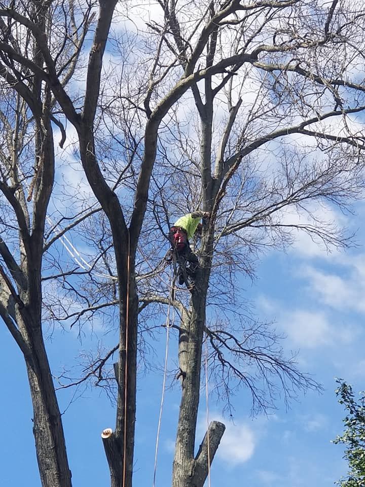 Tree Removal for Lightning Tree Service in Corydon, IN