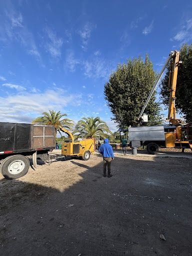 All Photos for Nurry Tree Services in Miami, FL