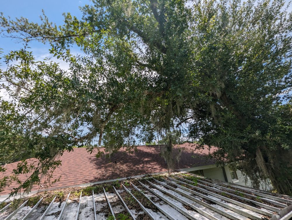 All Photos for Regal Tree Service and Stump Grinding in Wauchula, FL