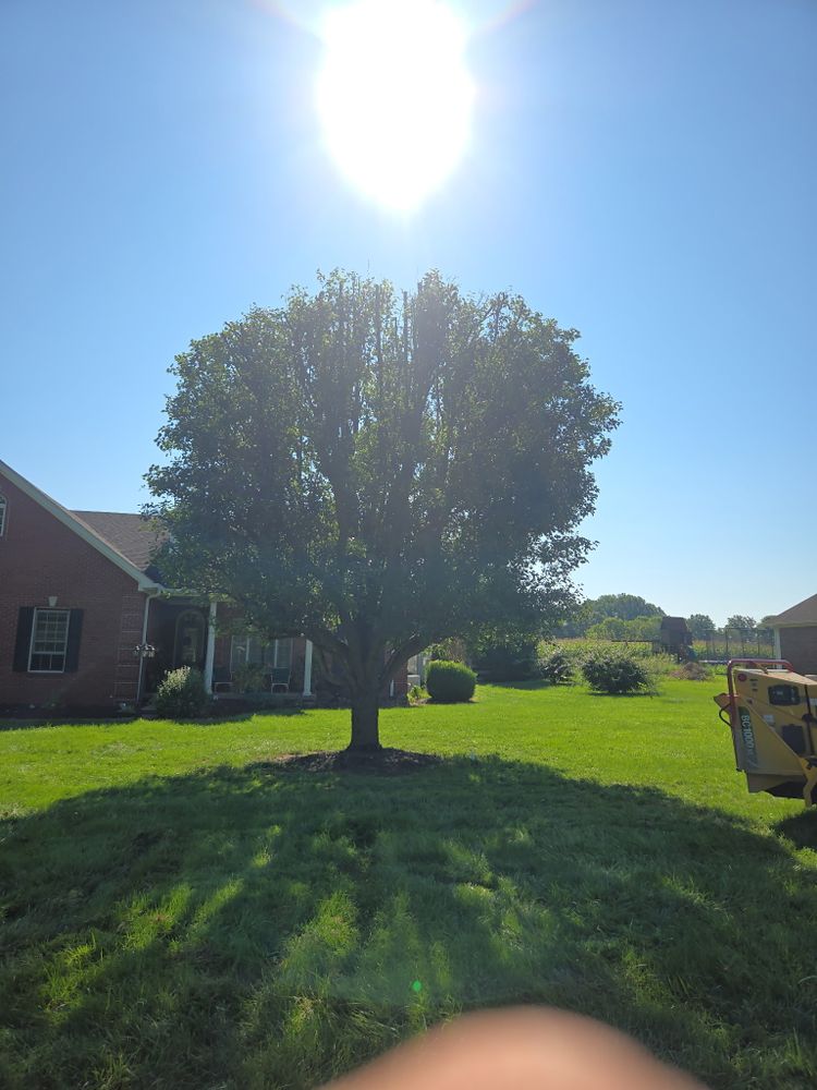 All Photos for Lightning Tree Service in Corydon, IN