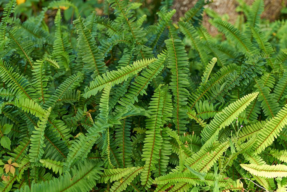 Landscape for Arazoza Brothers Corporation in Miami, FL