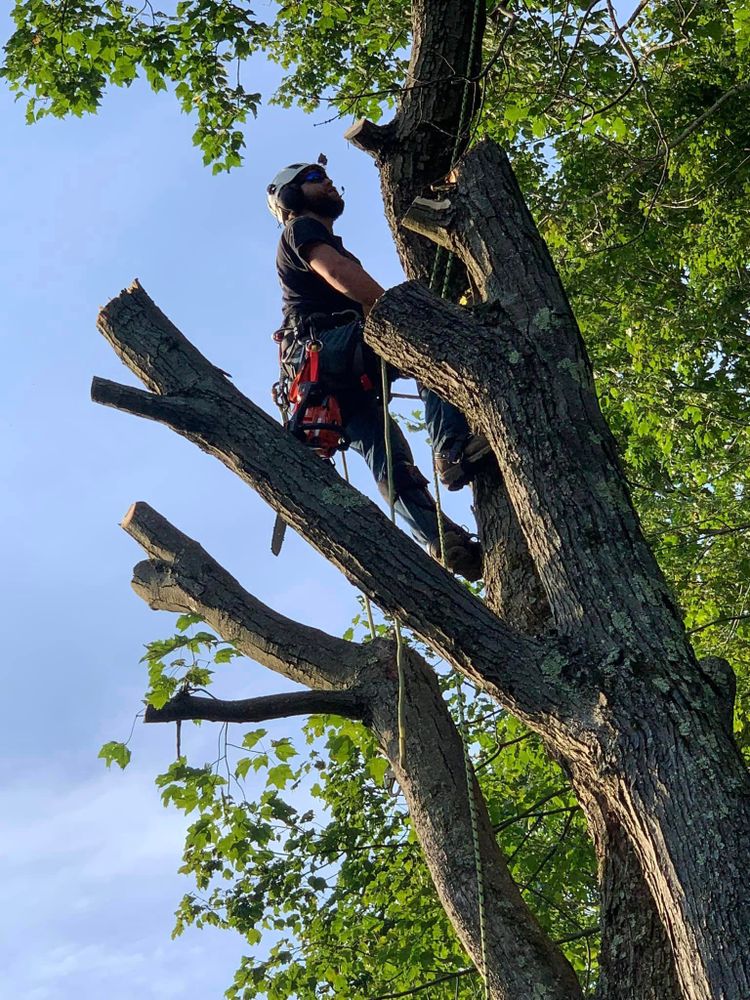 Tree Removal for J&E Tree & Excavation Services in Sandy, PA