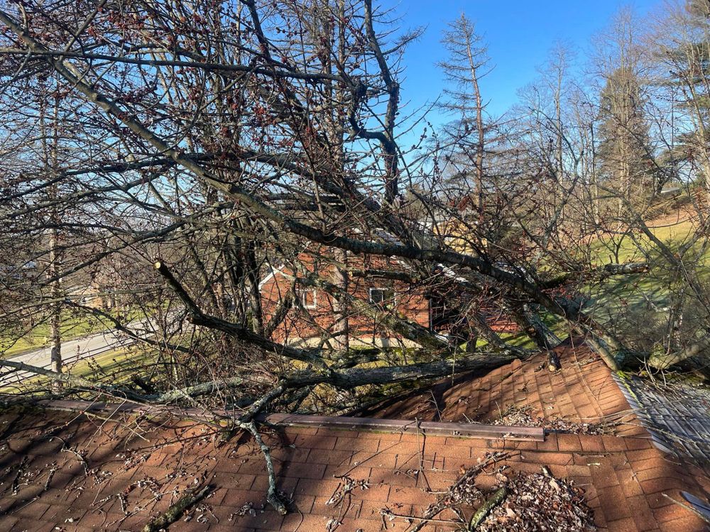 Tree Removal for JJ Tree Service in Gibsonia, PA