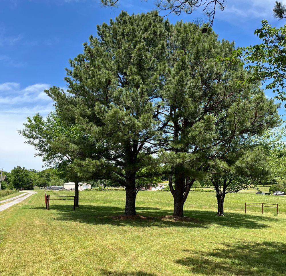 All Photos for CND Tree Services in Claremore, OK