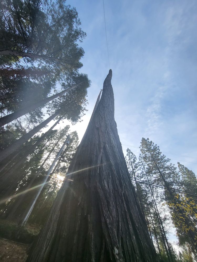 Tree Removal for Terra Heights Tree Experts & Landscaping  in Grass Valley,  CA