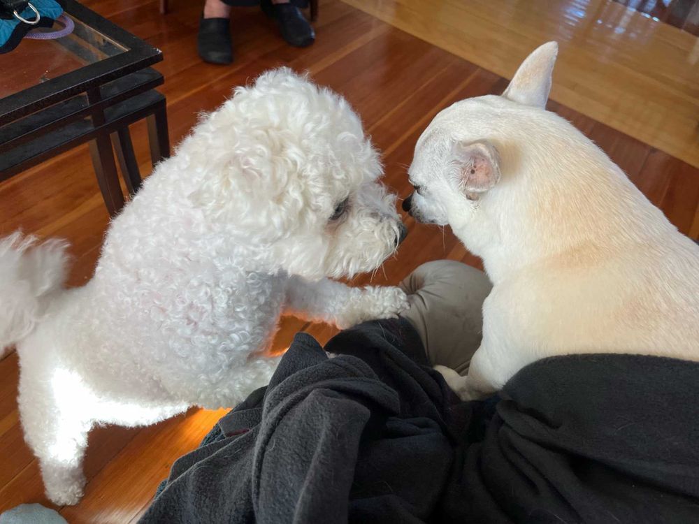 All Photos for Dumbo's Doggy Doors in City of Sammamish, WA