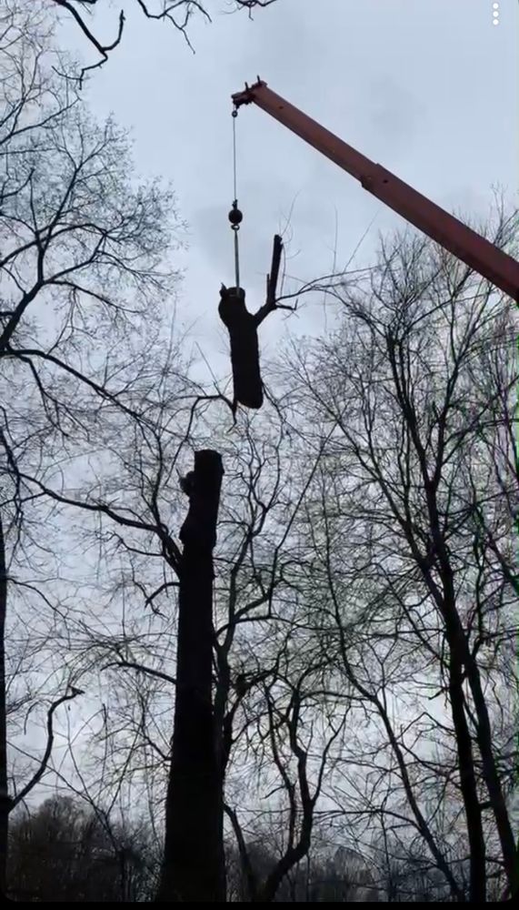 Tree Removal for JJ Tree Service in Gibsonia, PA