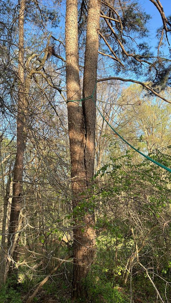 Tree Removal for Preserve A Tree LLC in  Mount Pleasant, North Carolina