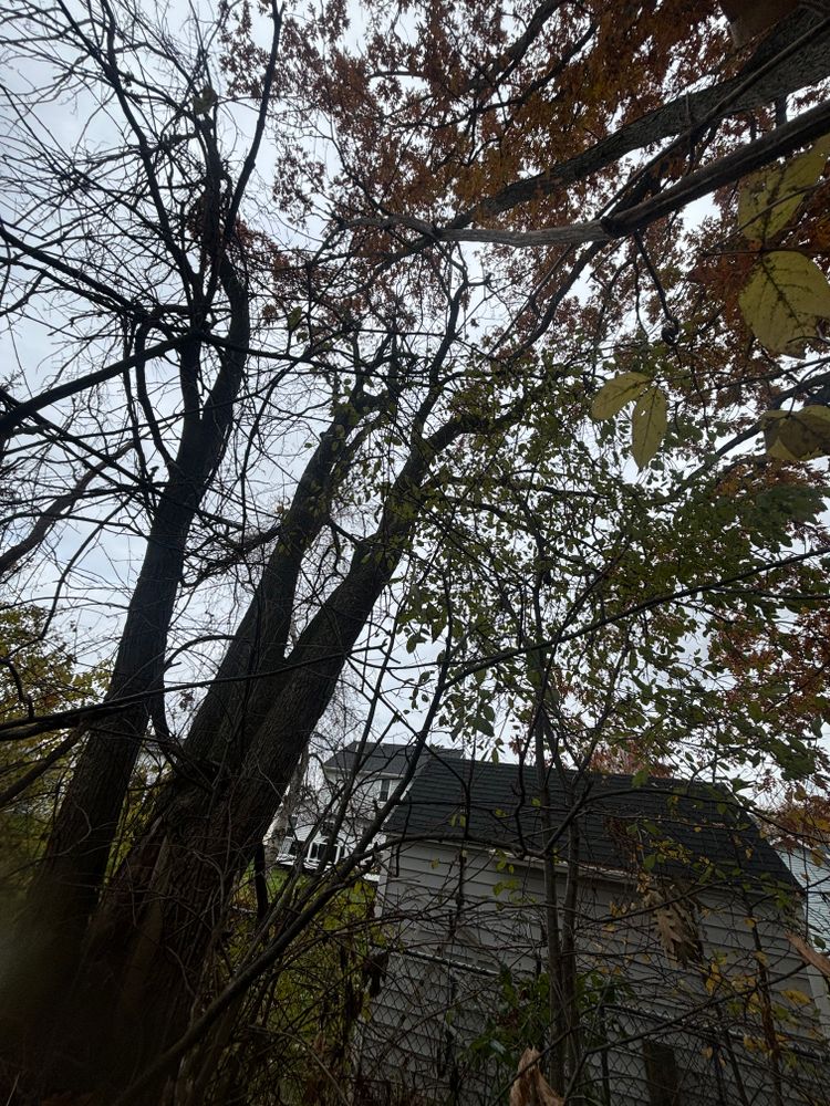 All Photos for T's Trees in Albany, NY