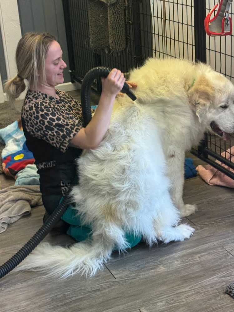 All Photos for Curbside Clips Mobile Grooming in Roachdale, Indiana