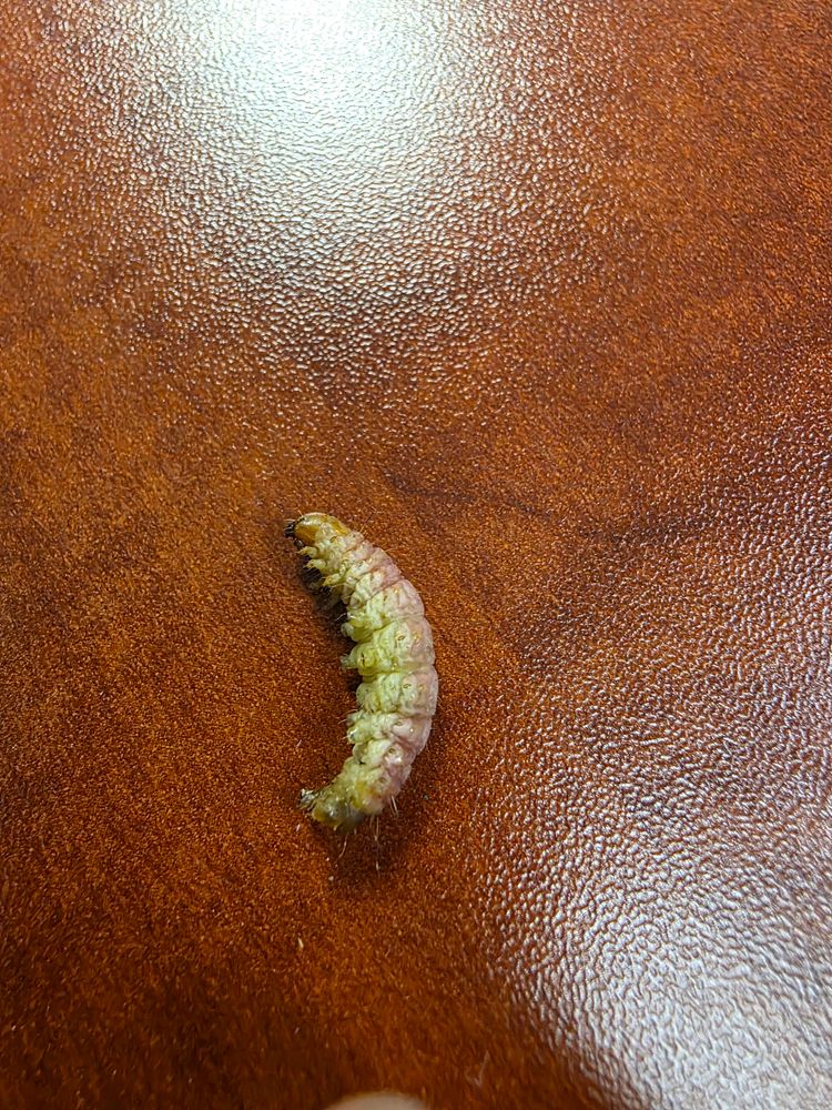 All Photos for Niko's Pest Control in Las Vegas, NV