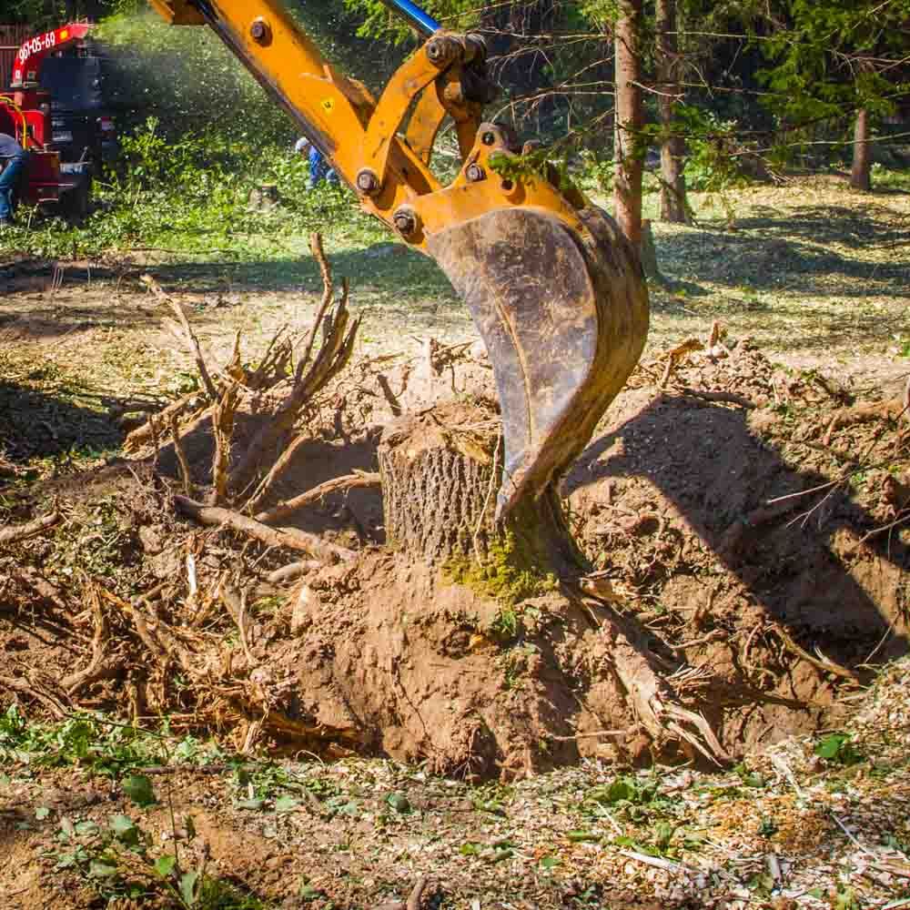 Tree Service for Jr Construction in Wingate, NC