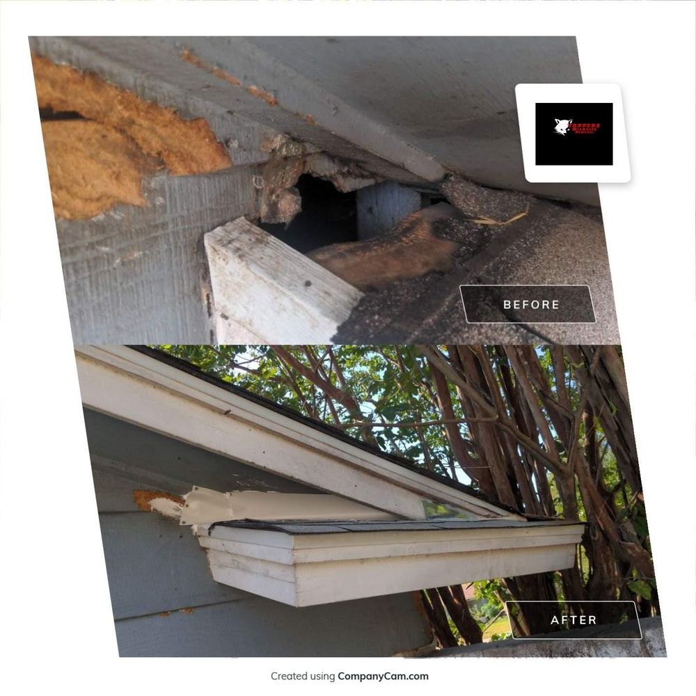 All Photos for Topper's Wildlife Removal in Garland, TX