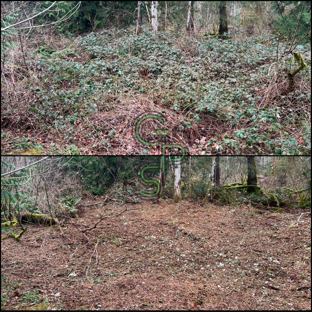 Blackberry Mulching - Brush Clearing for Golovin Property Services LLC in Marysville, WA