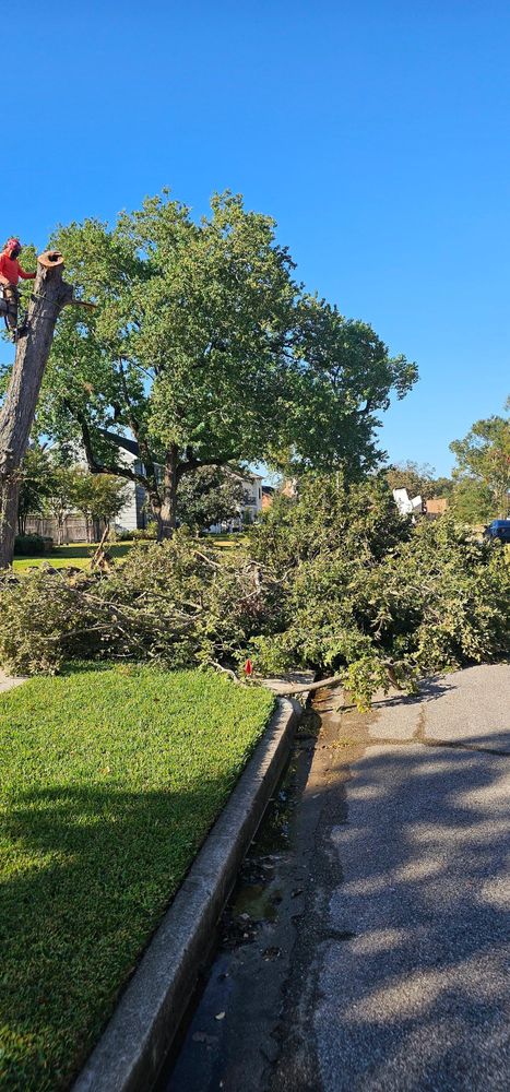 All Photos for Servin's Tree Care  in Houston, TX