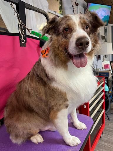 All Photos for Curbside Clips Mobile Grooming in Roachdale, Indiana