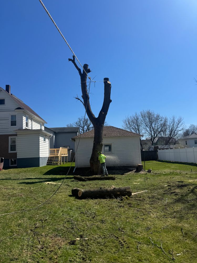 Tree Removal for Licensed to Cut Tree Service in Athens, PA