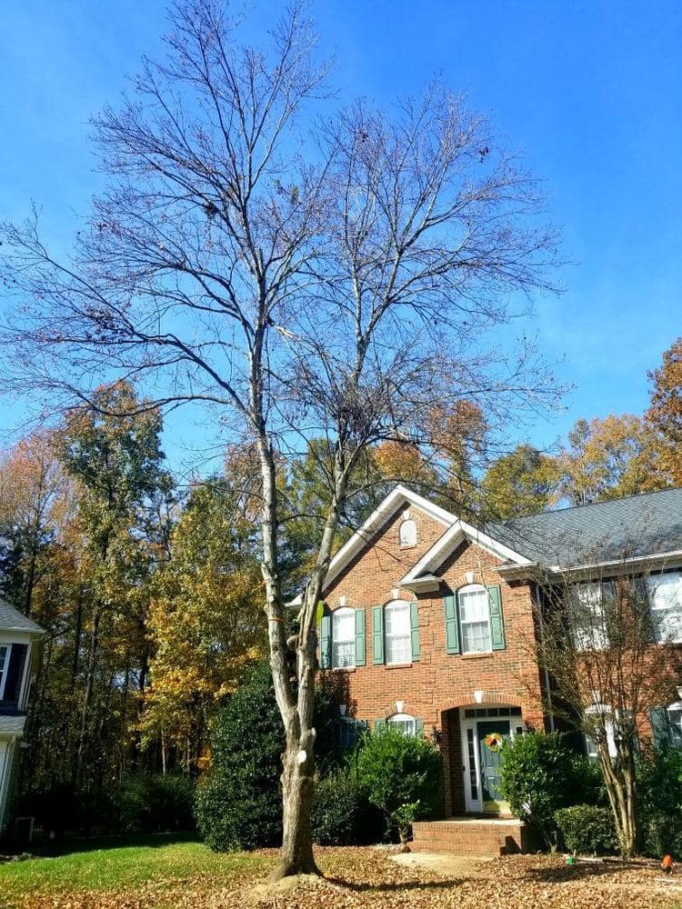 All Photos for Diversified Tree Company in Trinity, NC