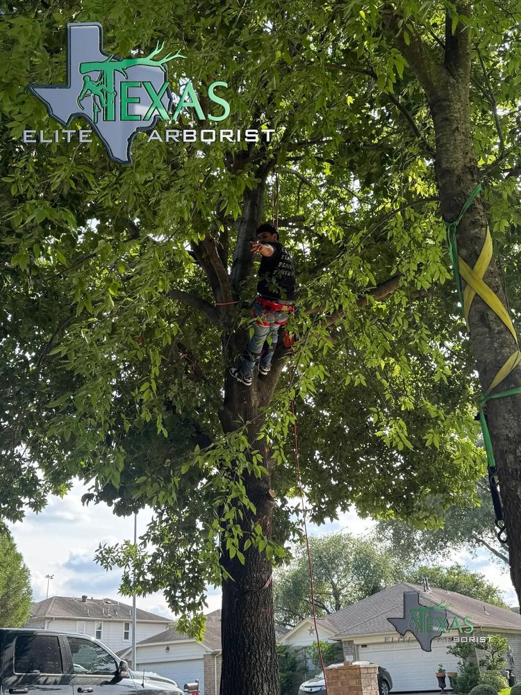 All Photos for Texas Elite Arborist in Houston, TX