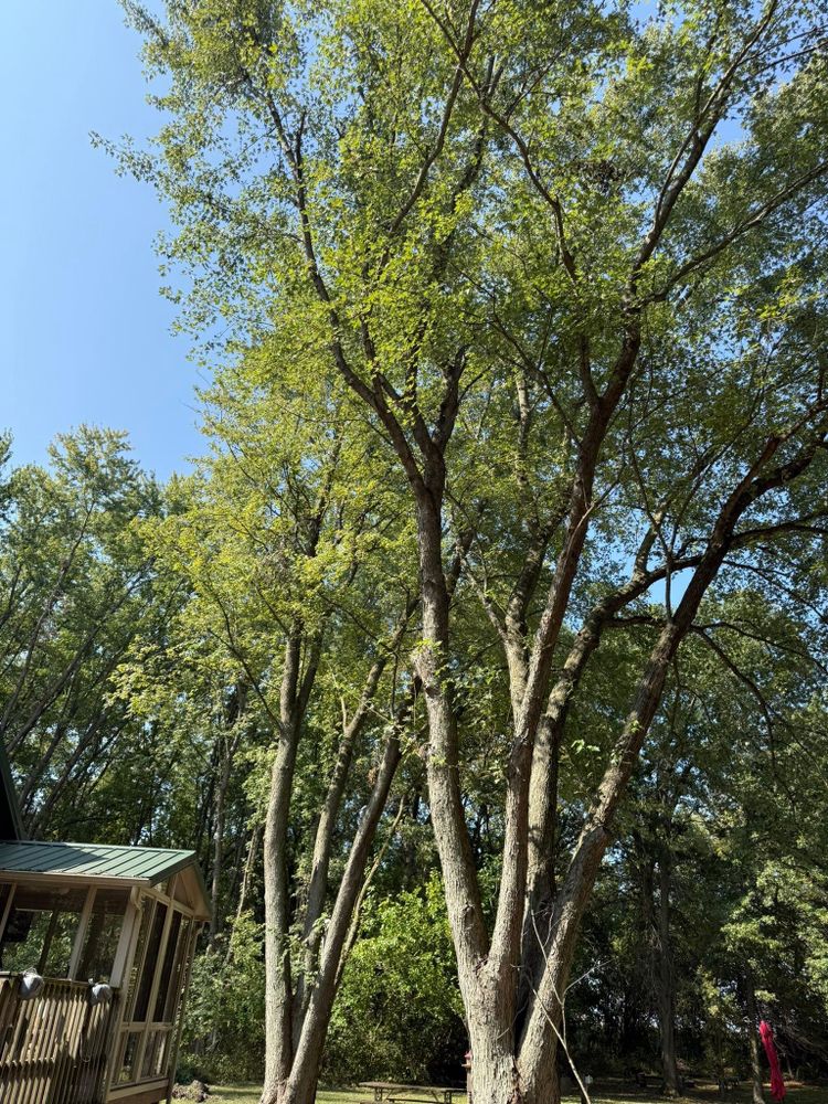 All Photos for Hunnicutt’s Tree Service L.L.C. in Monticello, IN