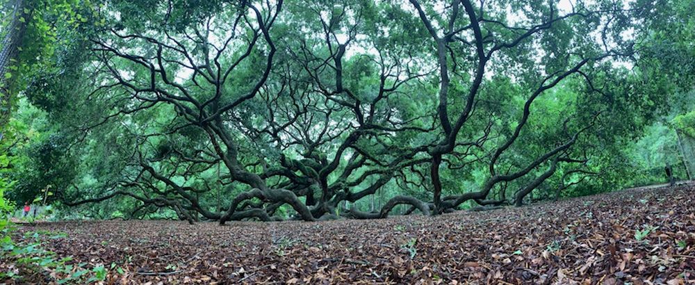 All Photos for Advanced Tree Solutions in Rockville, IN