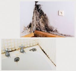 Residential or Commercial Mold Inspection for Mold No More LLC in Clinton Township, MI
