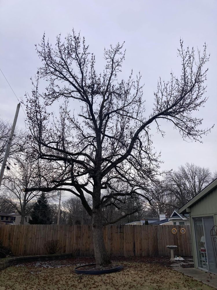All Photos for Summit Tree Care LLC in Fort Wayne, IN
