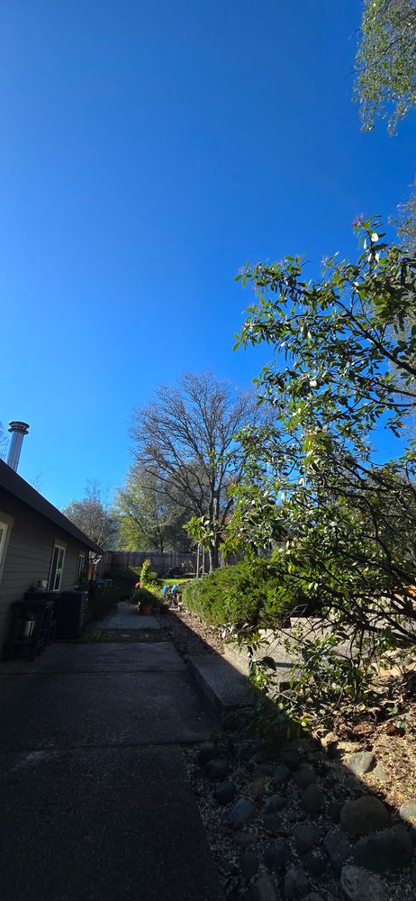 All Photos for George Staddan's Professional Tree Care in Placerville, CA