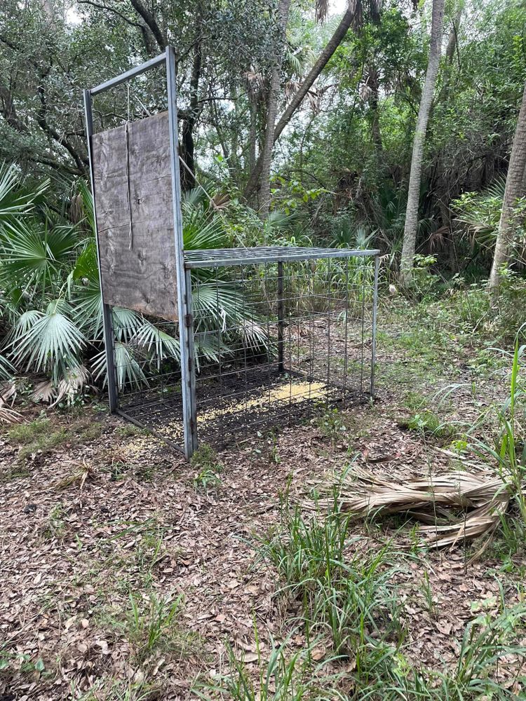 Our Hogs service provides effective pest control solutions for homeowners, keeping your property free from unwanted intruders such as rats, mice, cockroaches and other common household pests. for North Brevard Wildlife Solutions in Mims, FL