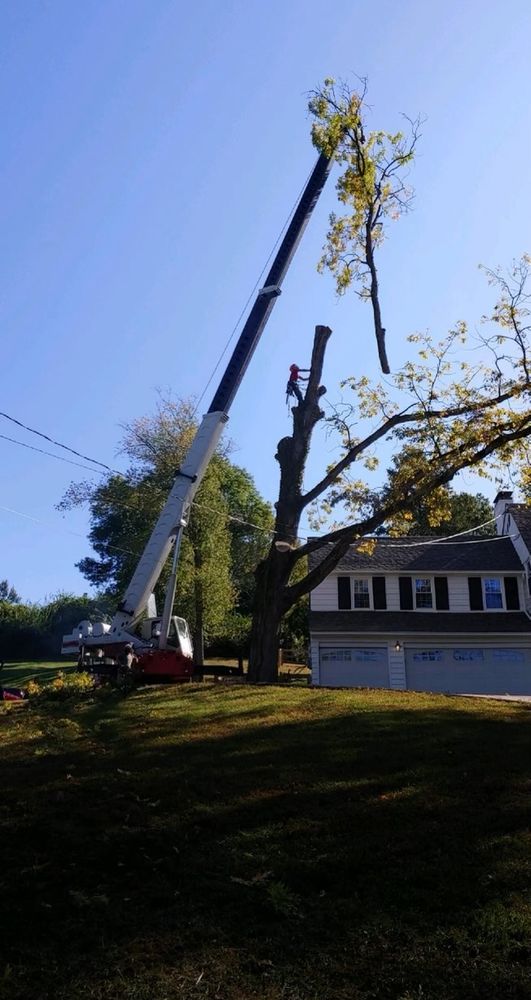 Tree Removal for Anstaetts Tree Service in Batavia, OH