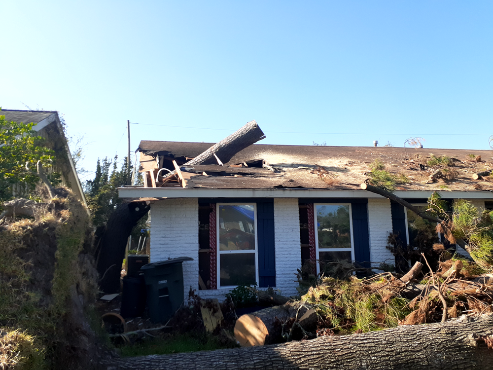 All Photos for Professional Tree Service USA in Chattanooga, TN