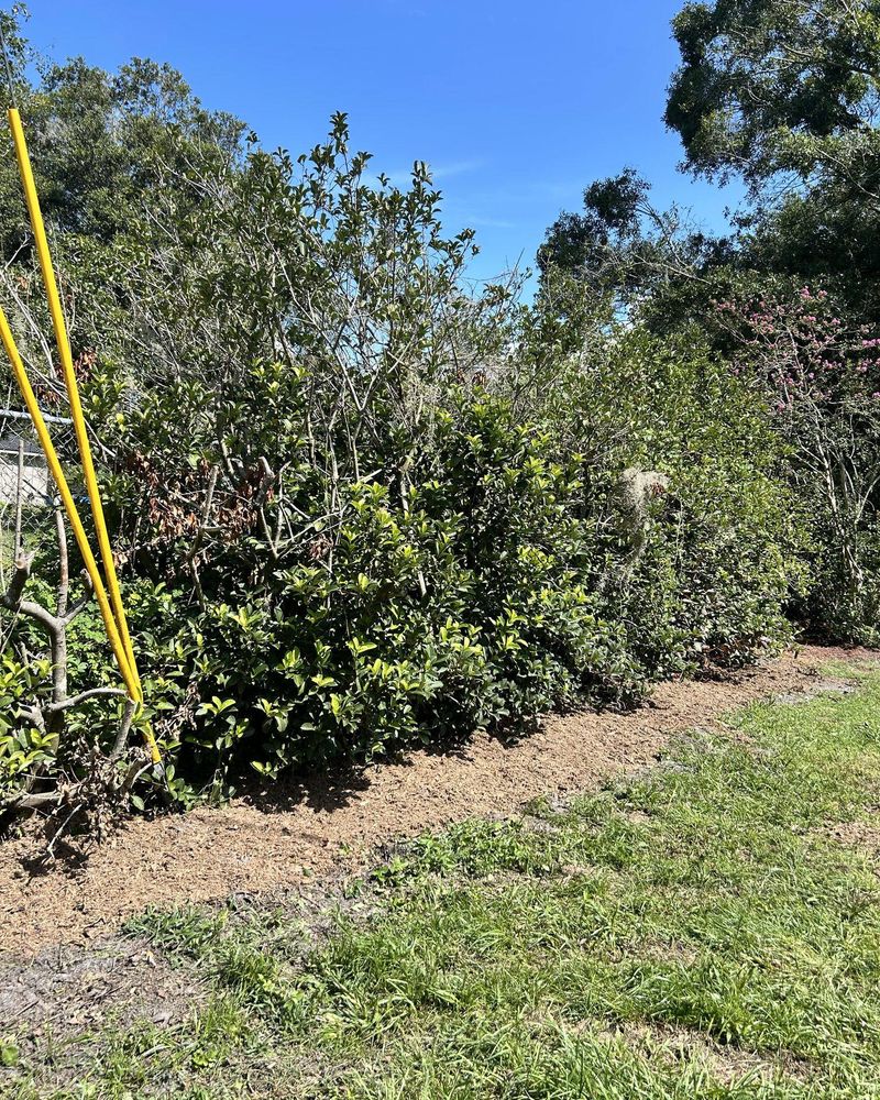 Tree Removal for Greene Acres Stump Grinding in Plant City, FL